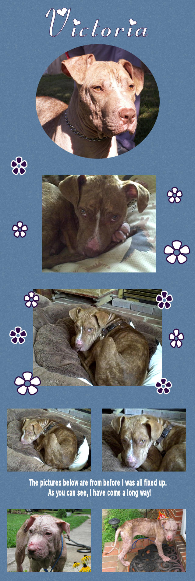 Female Pit Bull Mix - Victoria