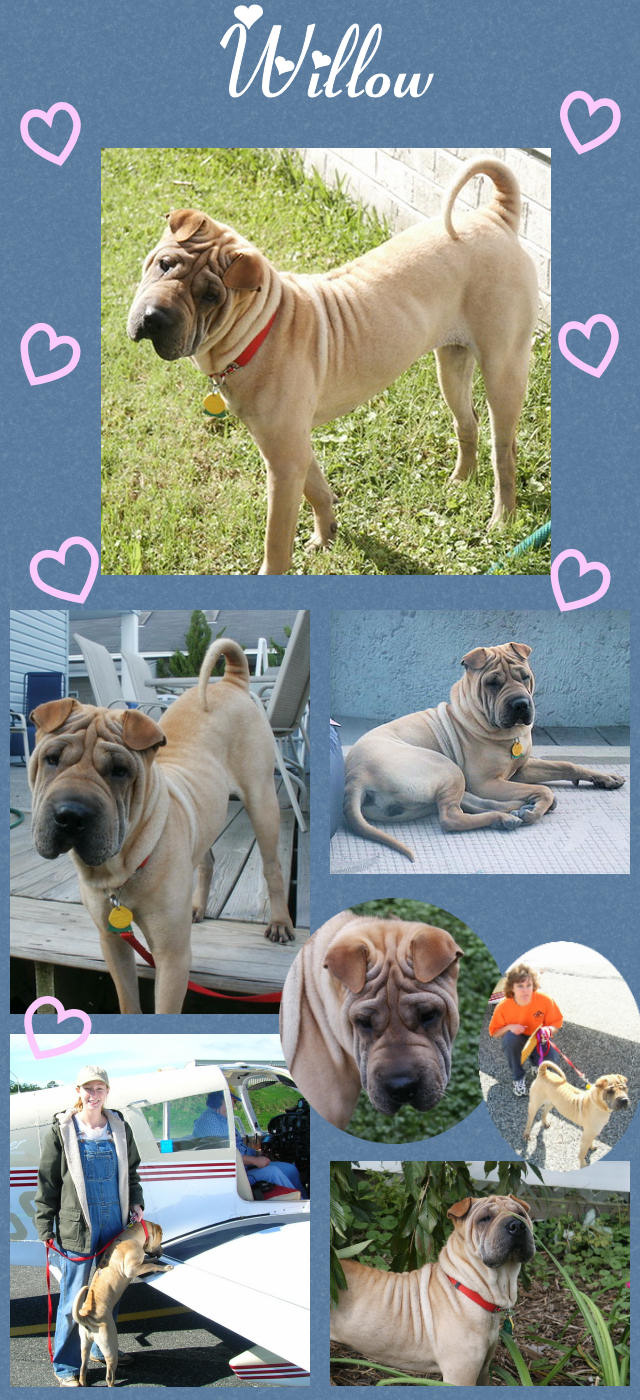 Chinese Shar-Pei - Willow