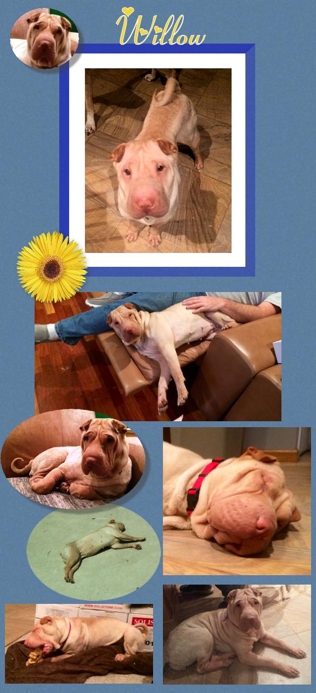 Chinese Shar-Pei - Willow