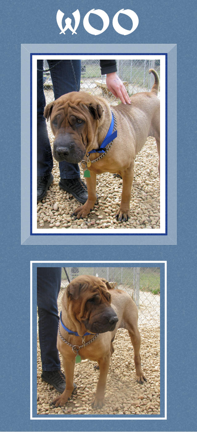 Male Chinese Shar-Pei