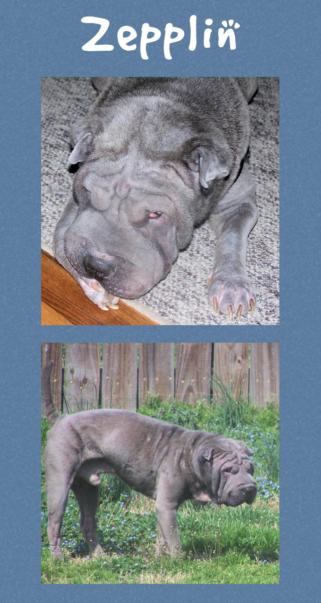 Male Shar-Pei - Zepplin