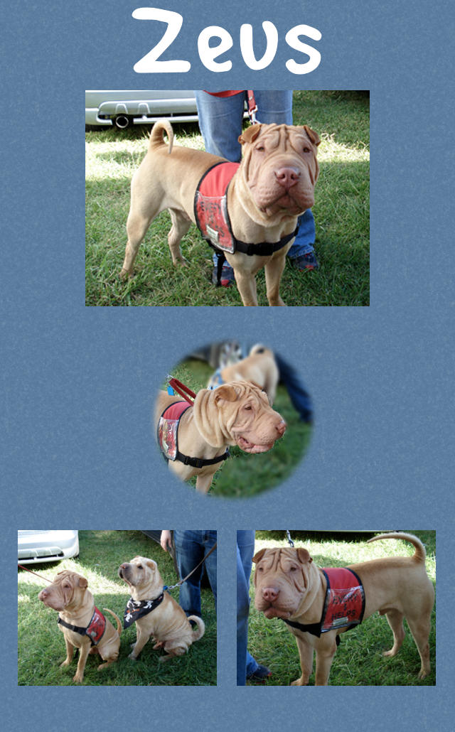 Male Shar-Pei - Zeus