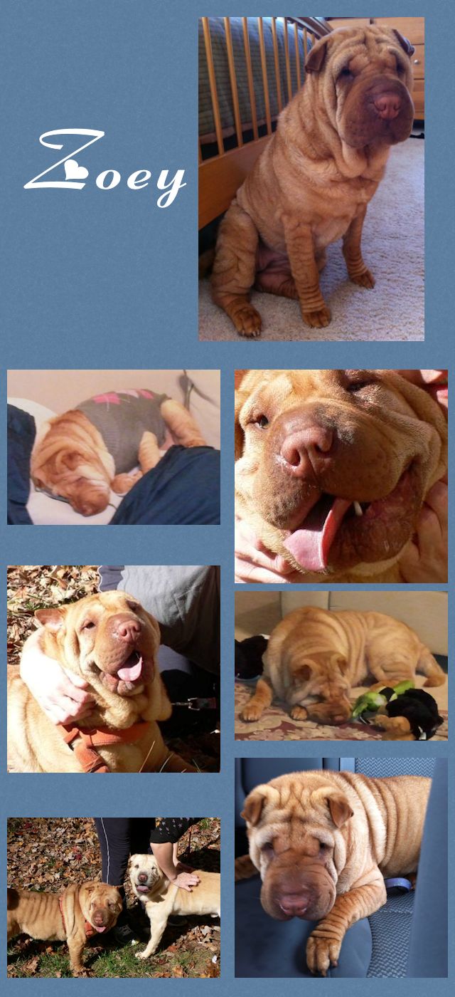 Female Shar-Pei - Zoey