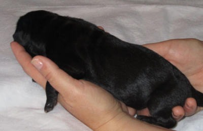 Black Shar-Pei Puppy