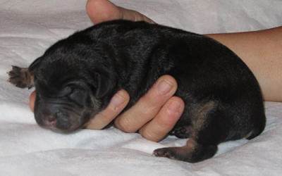 Black and Tan Puppy