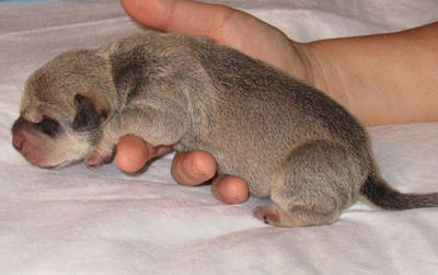 Silver and White Puppy