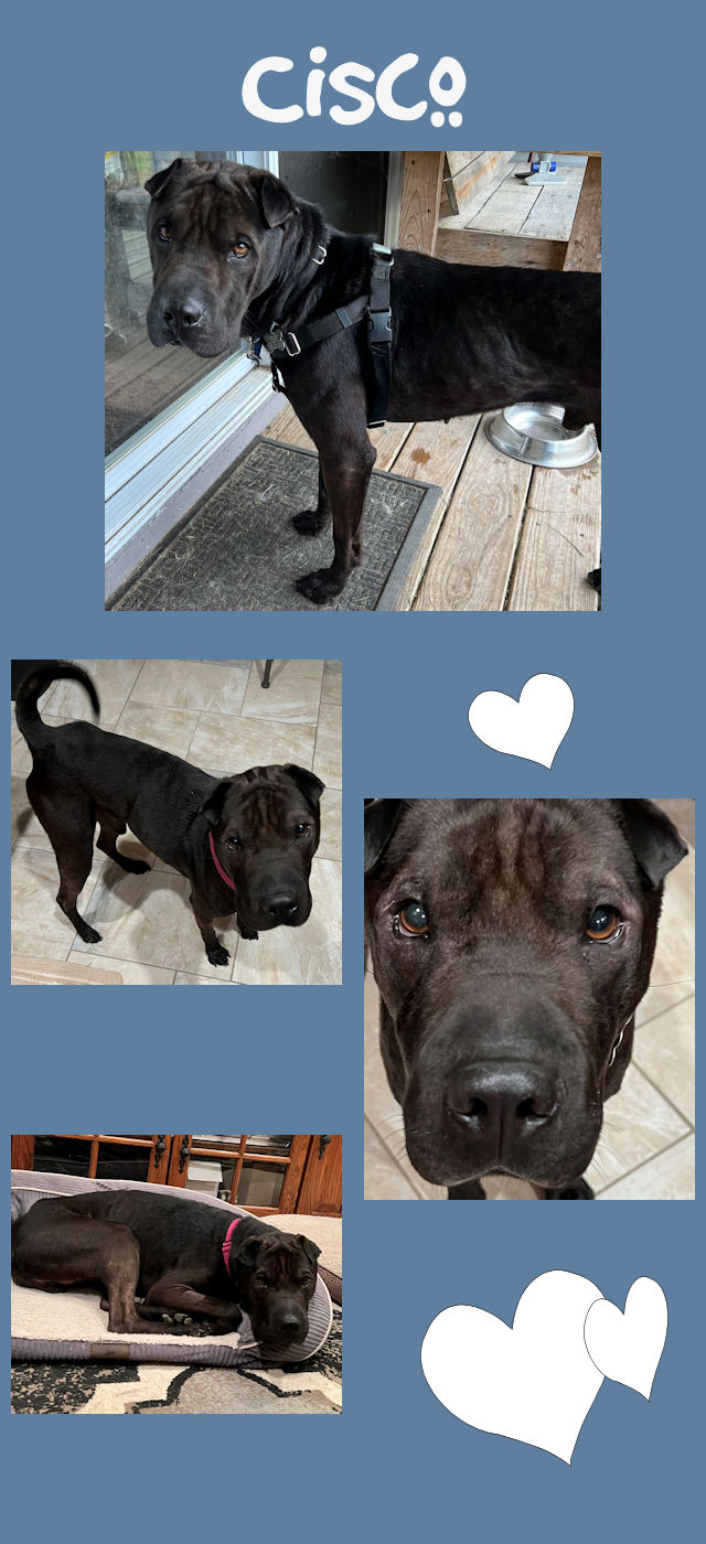 Chinese Shar-Pei - Cisco