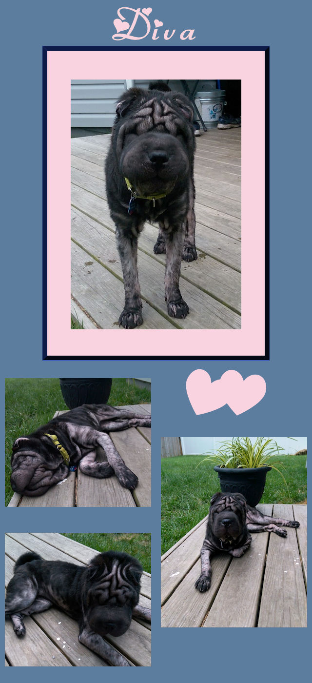 Chinese Shar-Pei - Diva