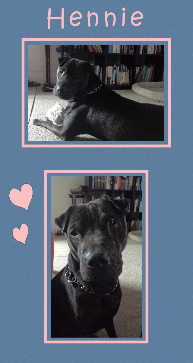 Chinese Shar-Pei - Hennie