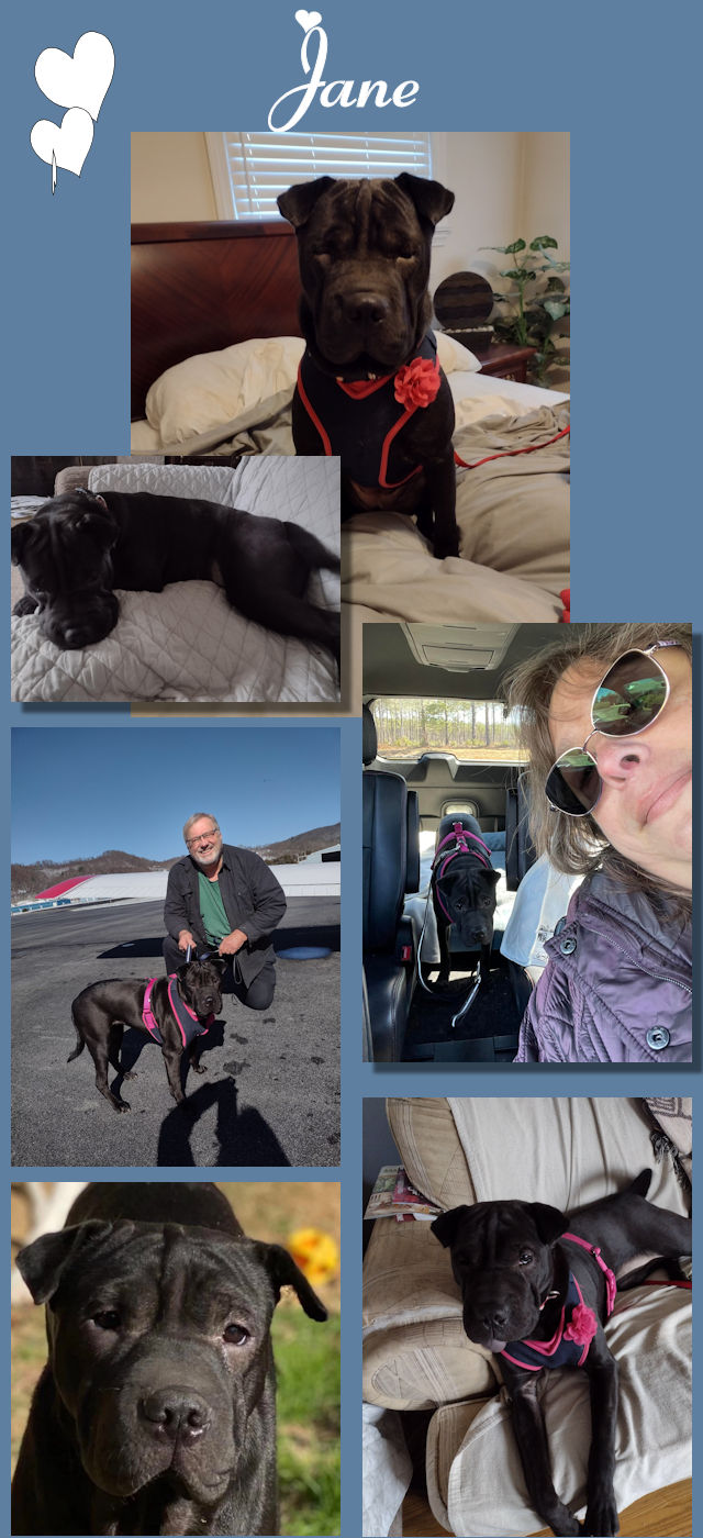 Chinese Shar-Pei - Jane