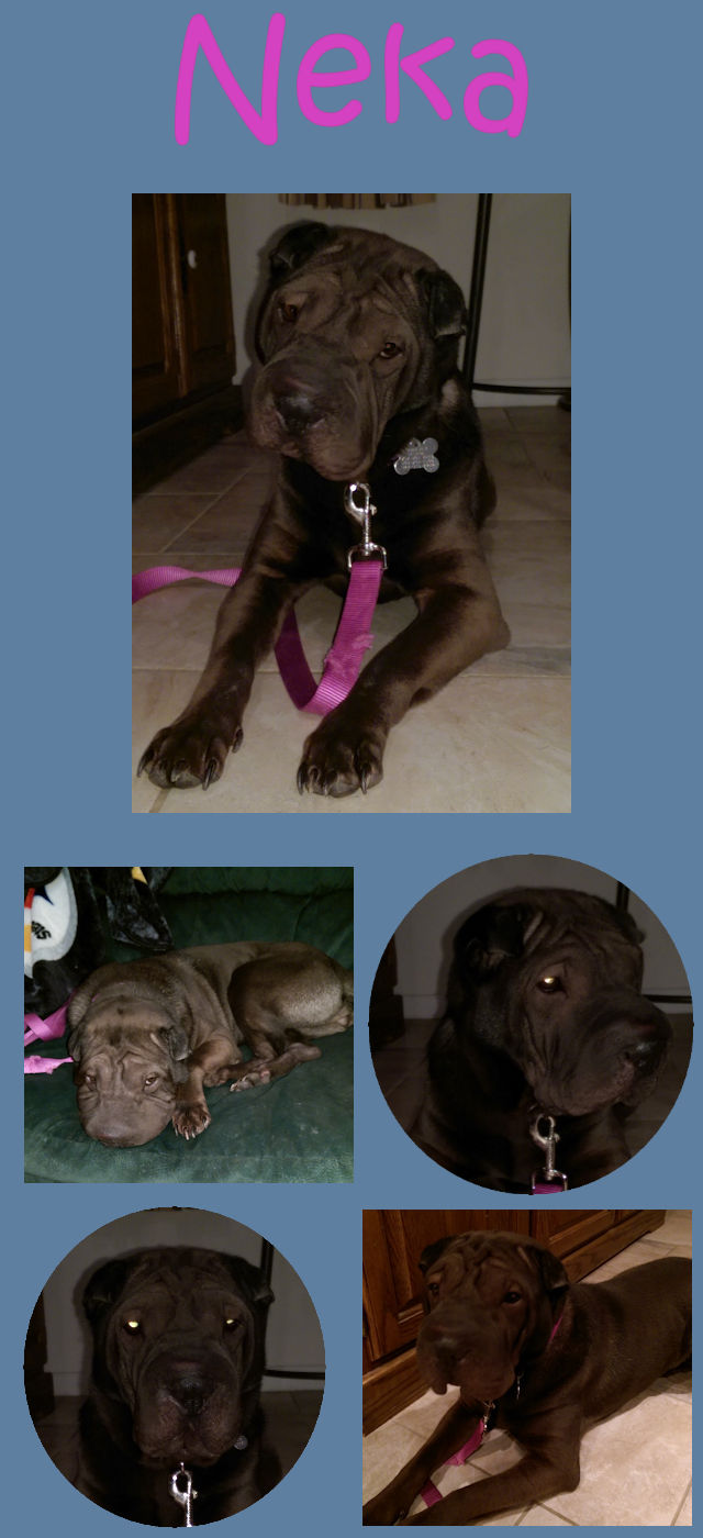 Shar-Pei Neka