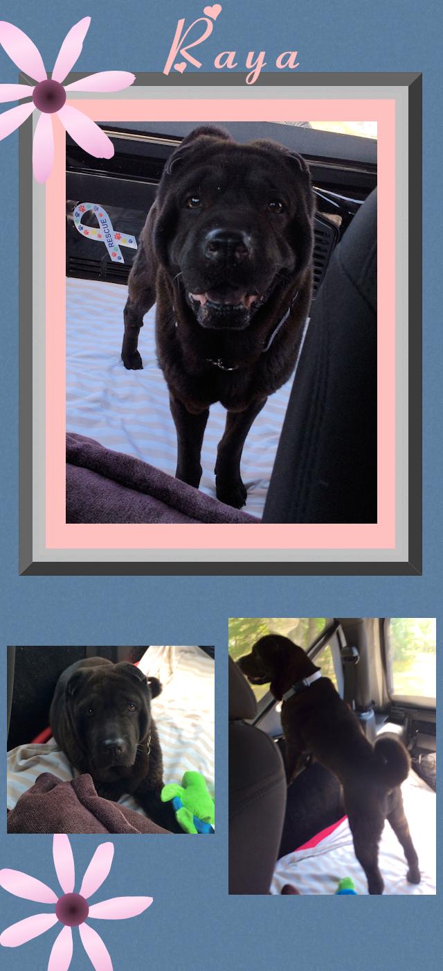 Chinese Shar-Pei - Raya