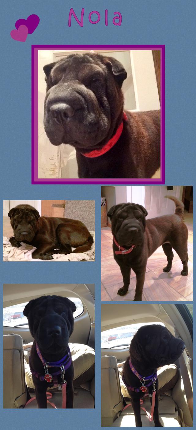 Chinese Shar-Pei - Nola