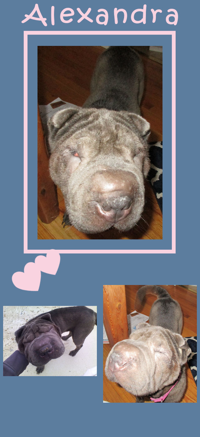 Chinese Shar-Pei - Alexandra