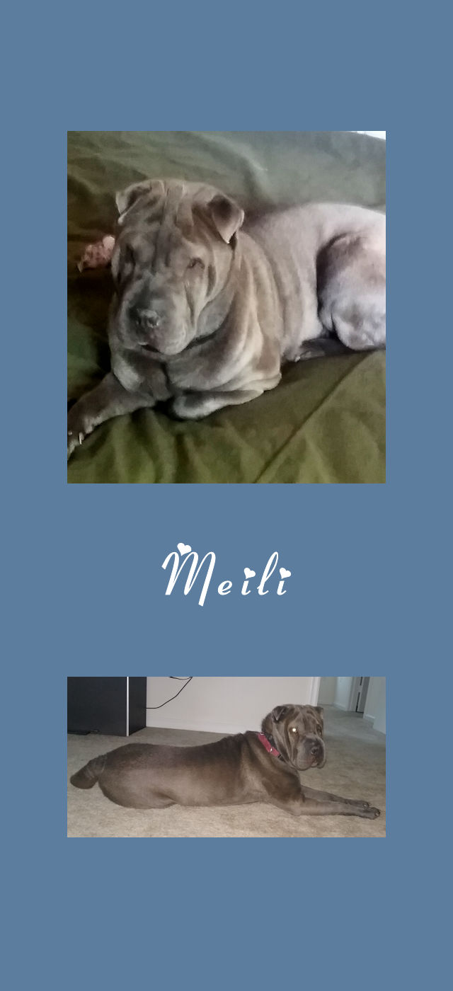 Shar-Pei Meili