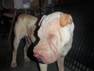 Cezar Abused Shar-Pei