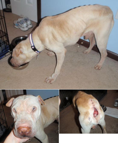 Cezar Abused Shar-Pei