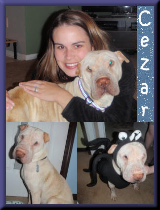 Cezar - Shar-Pei