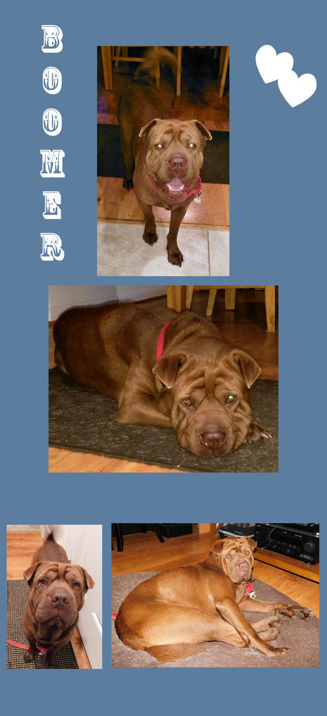 Shar-Pei Boomer
