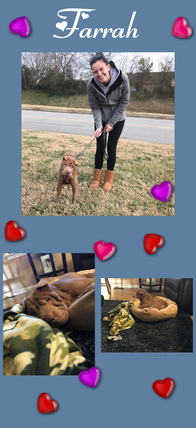 Chinese Shar-Pei - Farrah