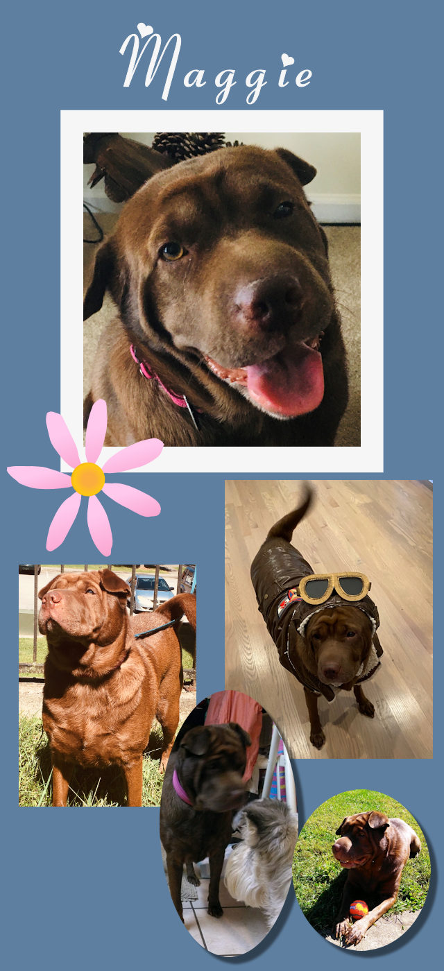 Chinese Shar-Pei - Maggie