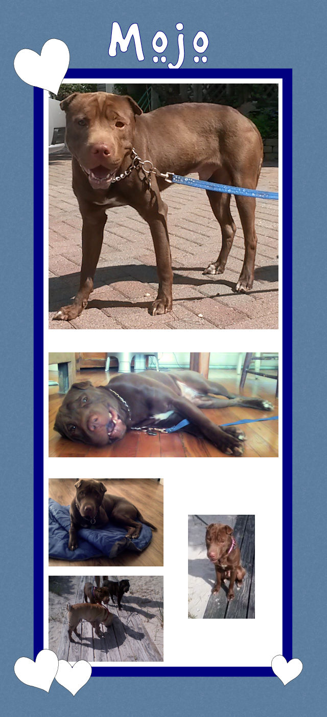 Chinese Shar-Pei - Mojo