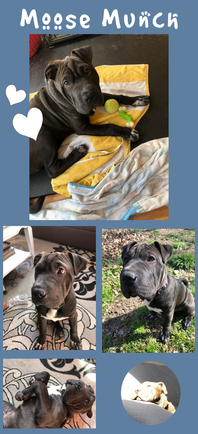 Chinese Shar-Pei - Moose