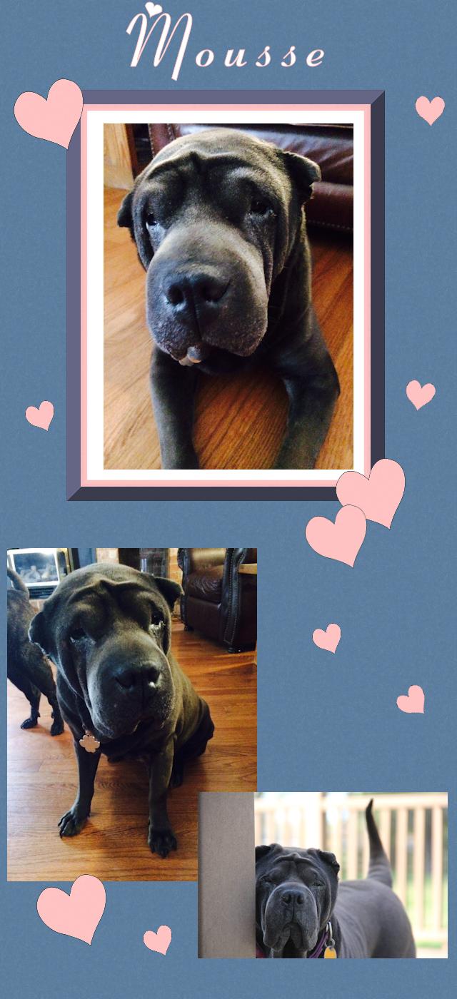 Chocolate Chinese Shar-Pei - Mousse