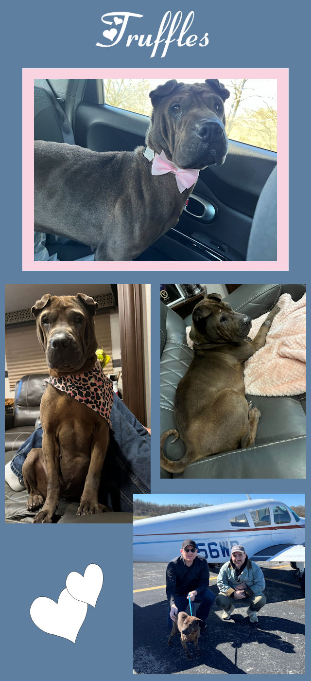 Chinese Shar-Pei - Oodles