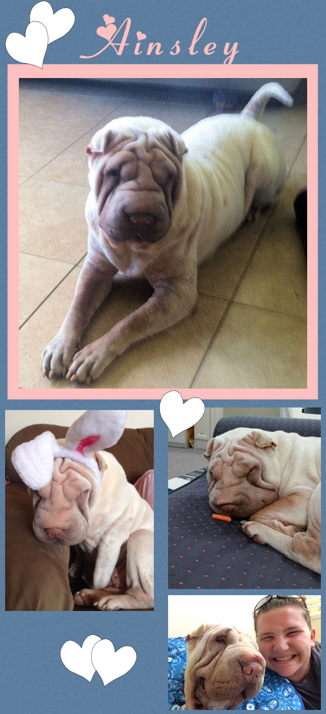 Chinese Shar-Pei - Ainsley