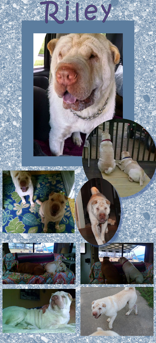 Male Shar-Pei - Riley