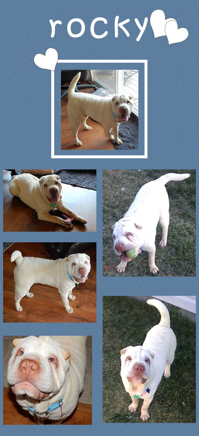 Chinese Shar-Pei - Rocky