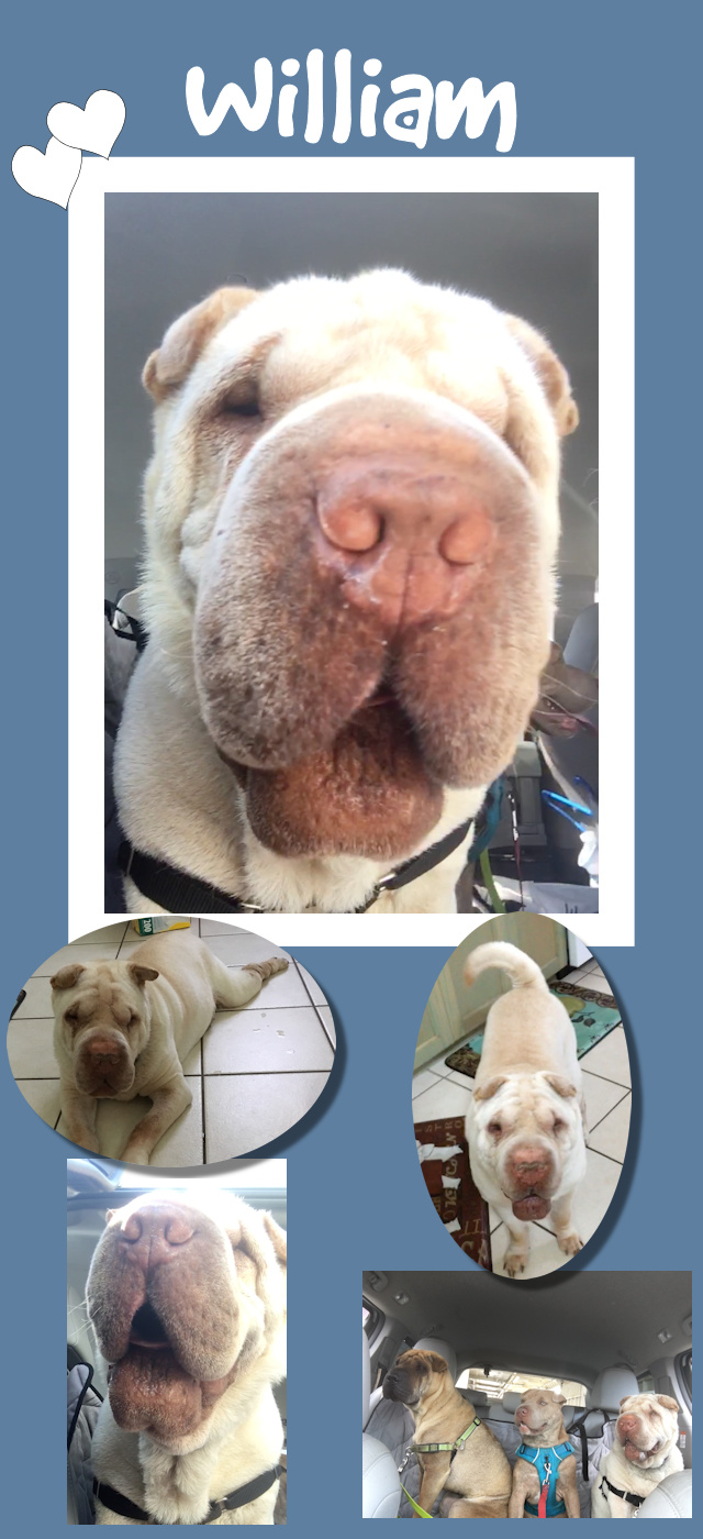 Chinese Shar-Pei - William