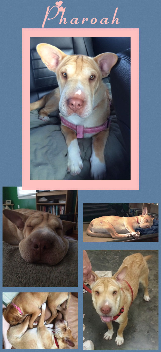 Chinese Shar-Pei - Pharoah