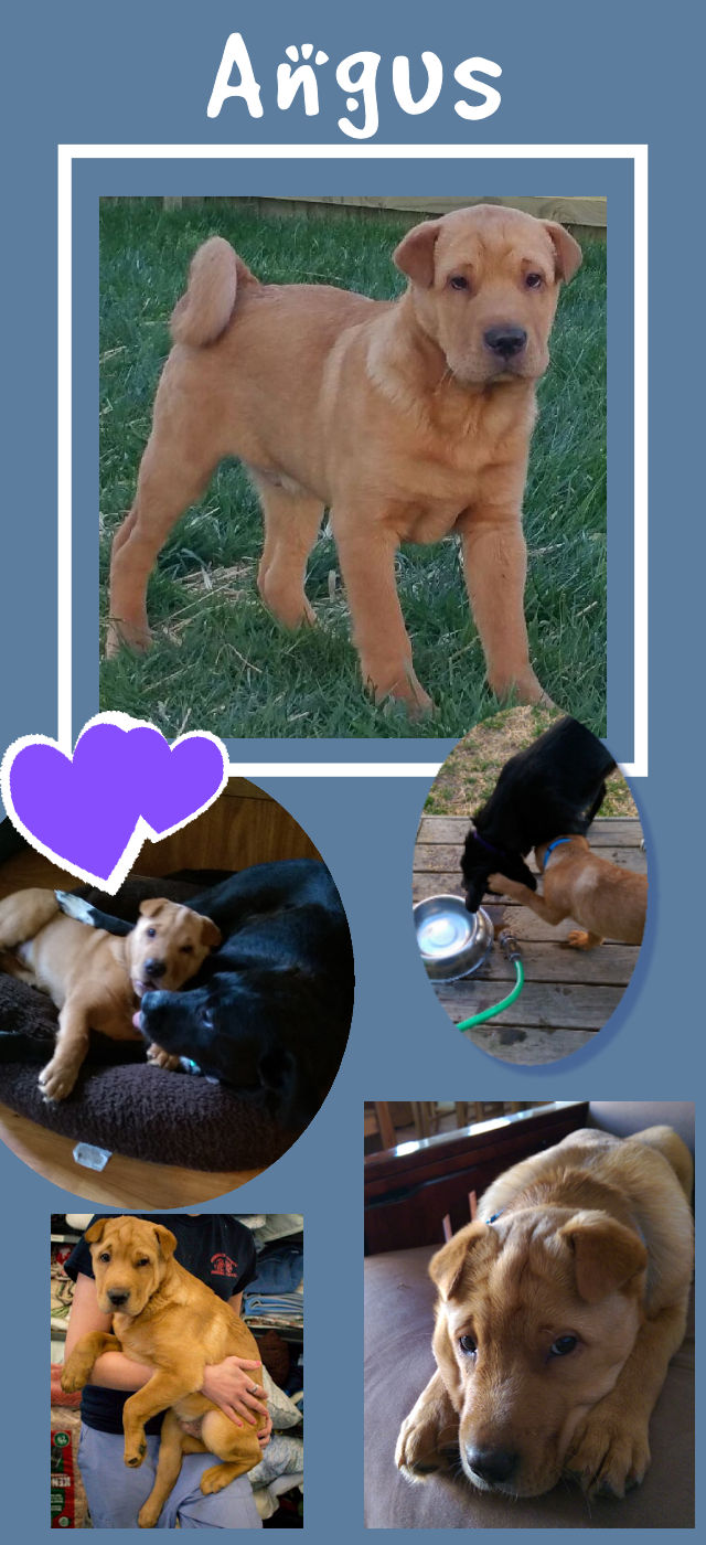 Chinese Shar-Pei - Angus