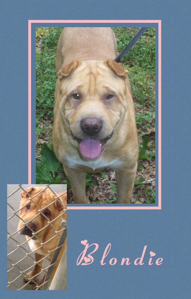 Chinese Shar-Pei - Blondie