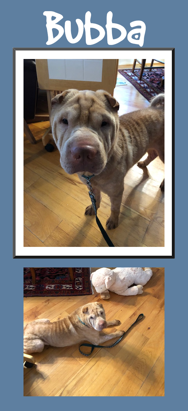 Shar-Pei Bubba
