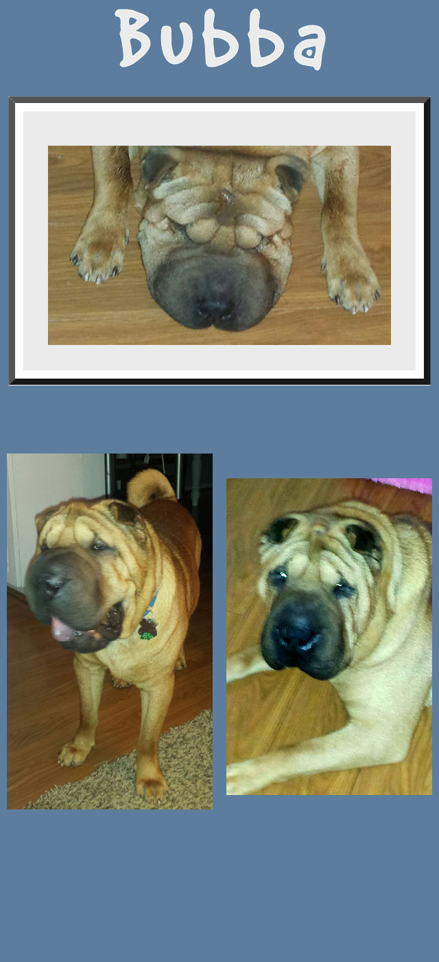 Shar-Pei Bubba