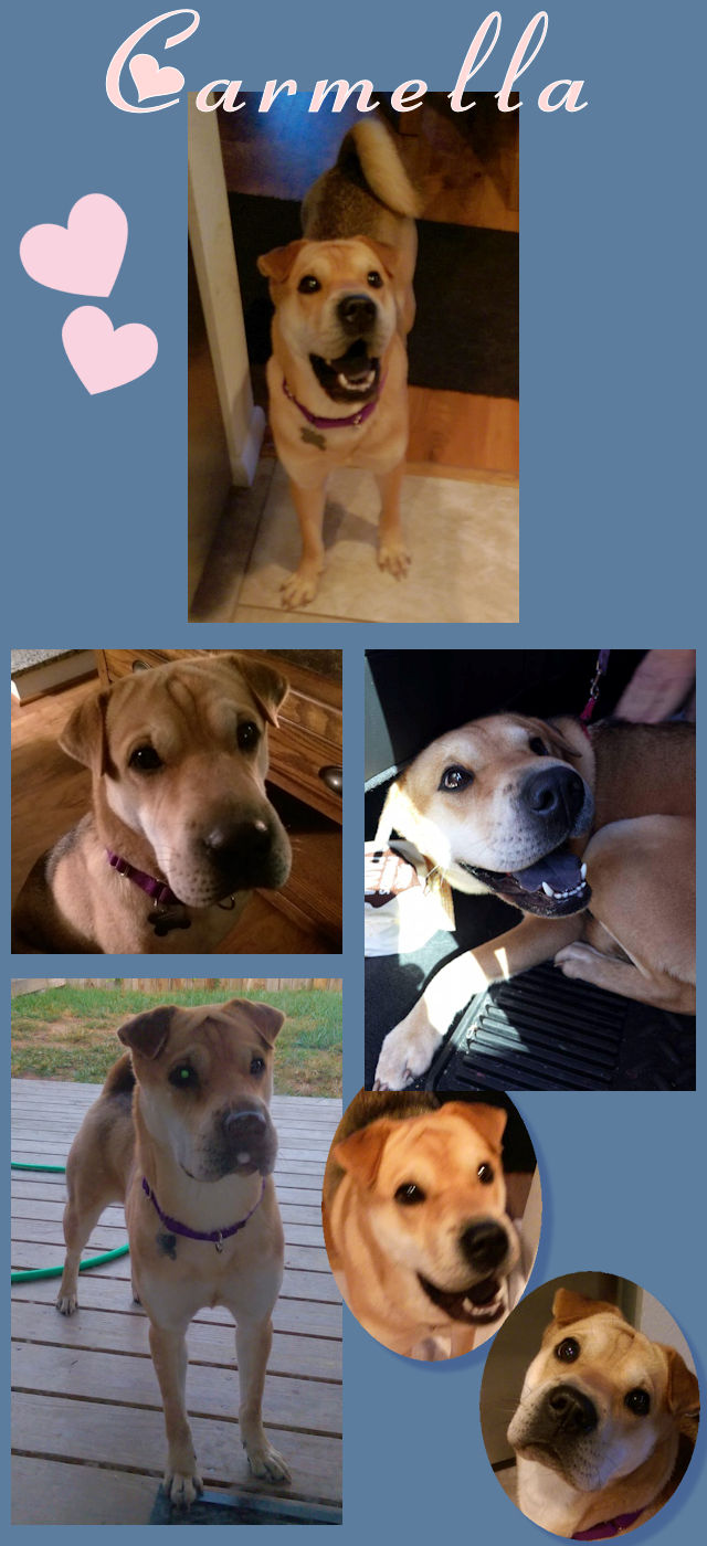 Chinese Shar-Pei - Carmella