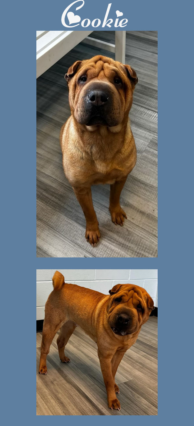 Chinese Shar-Pei - Cookie