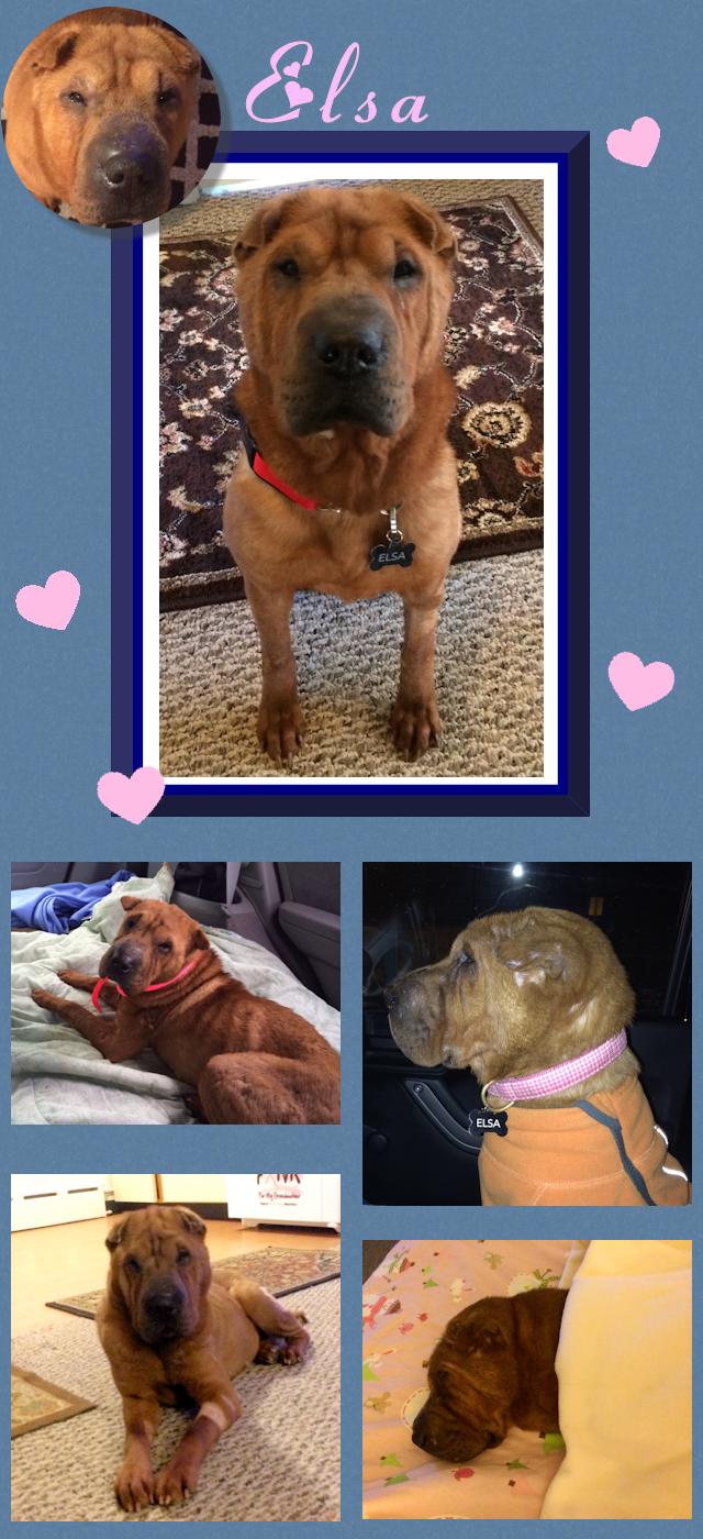 Chinese Shar-Pei - Elsa