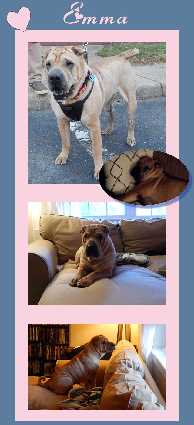 Shar-Pei Emma