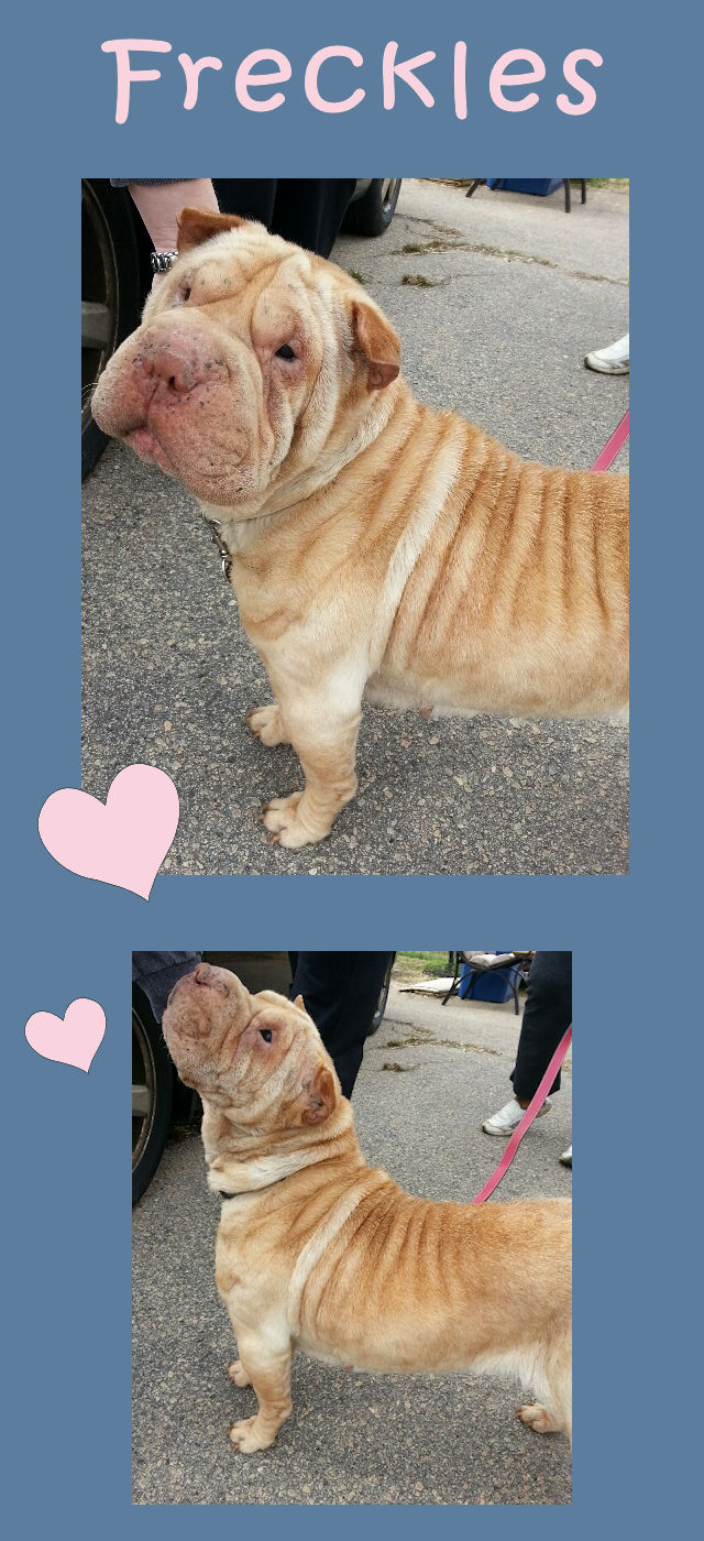 Chinese Shar-Pei - Freckles