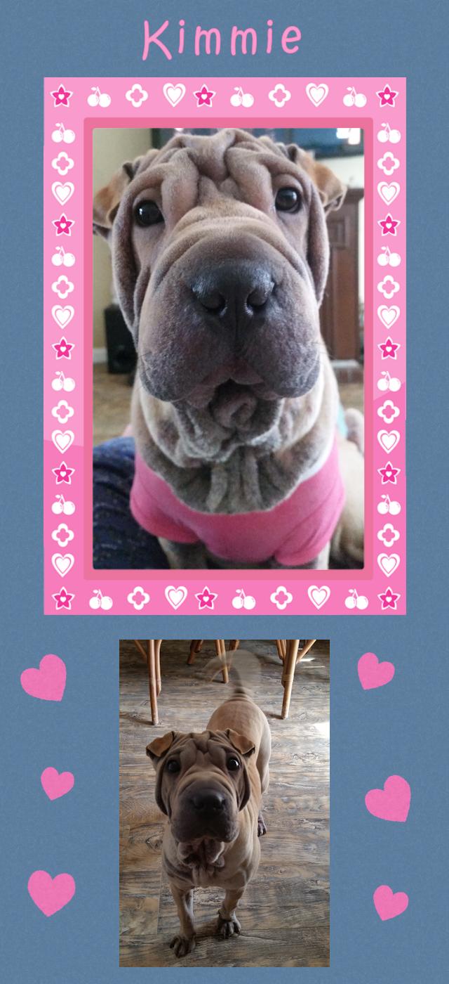 Chinese Shar-Pei - Kimmie
