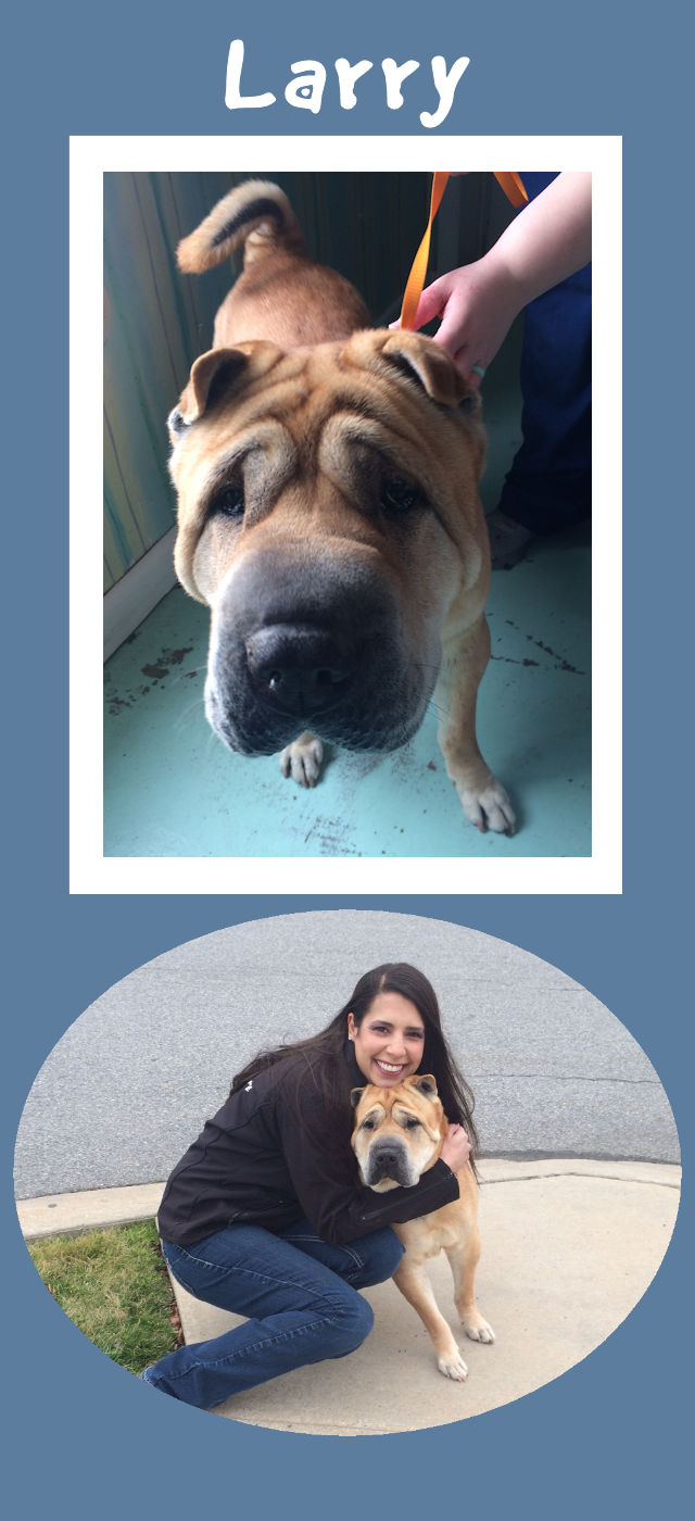 Shar-Pei - Larry