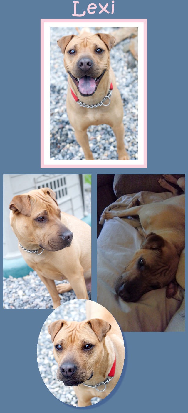 Chinese Shar-Pei - Lexi