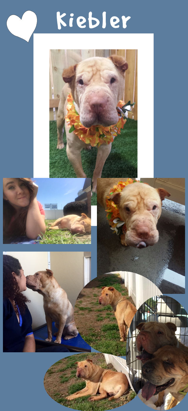 Chinese Shar-Pei - Kiebler