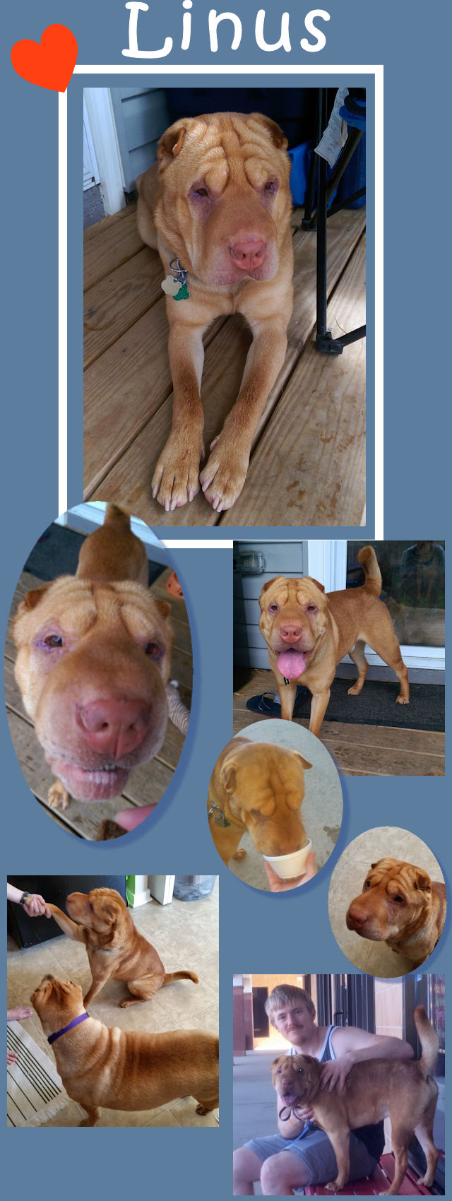 Chinese Shar-Pei - Linus