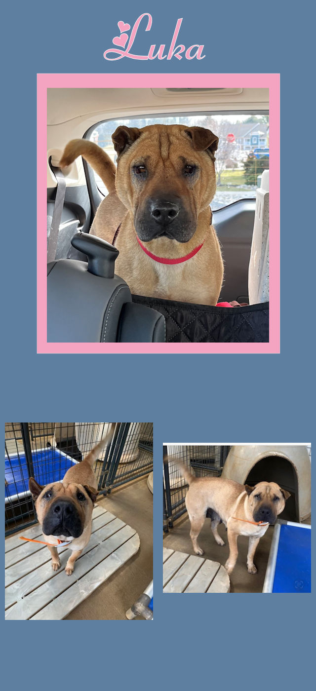 Chinese Shar-Pei - Luka