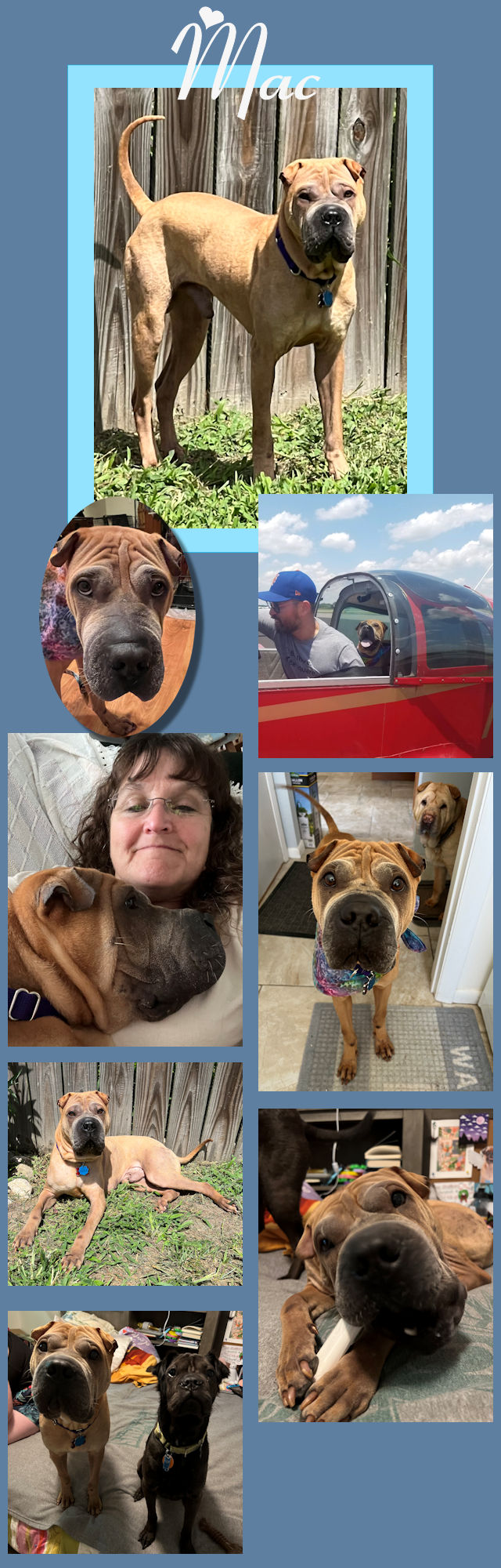 Chinese Shar-Pei - Mac